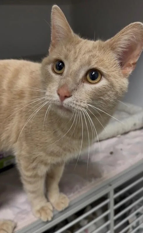 An adult medium-sized male Orange / Red Domestic Short Hair cat named Kraft for adoption in Osseo, MI