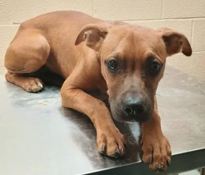 An adult small-sized female Brown / Chocolate Boxer dog named Moxie for adoption in Harlingen, TX