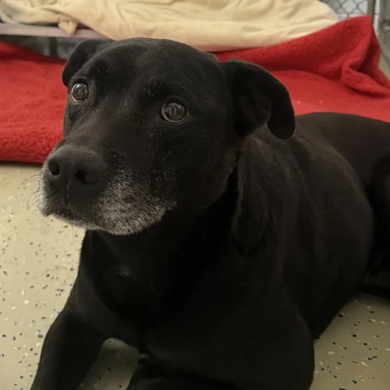 A senior small-sized male Terrier dog named Honcho for adoption in Marion, VA