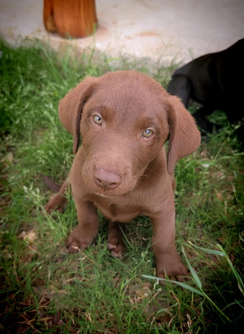A baby large-sized male Labrador Retriever dog named Phoenix Valley for adoption in Fort Worth, TX