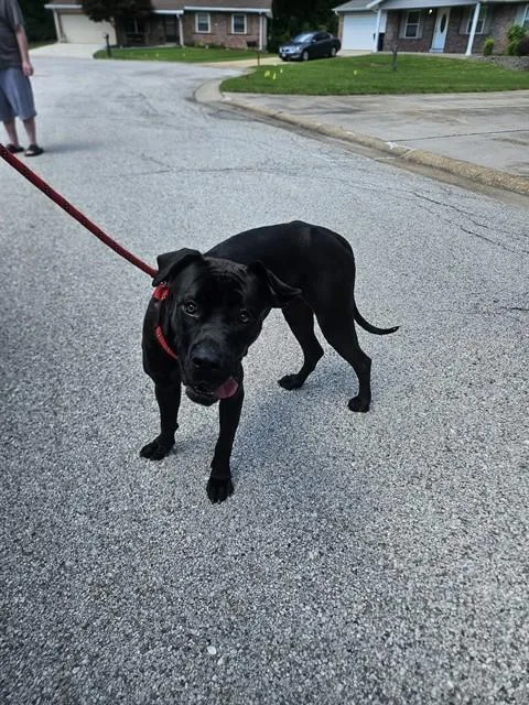 An adult large-sized female Great Dane dog named Ivory for adoption in Saint Peters, MO