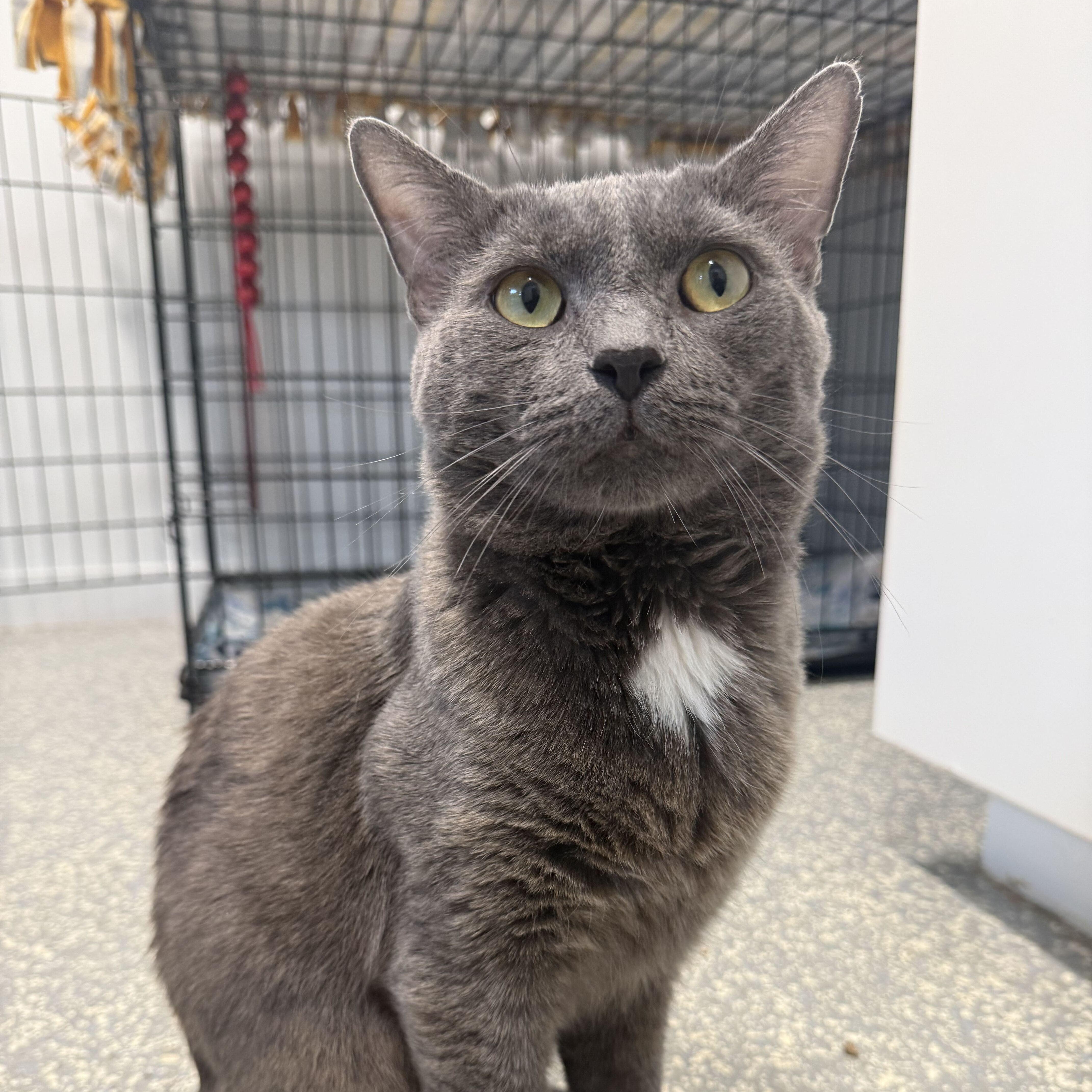 A young medium-sized male Gray / Blue / Silver Domestic Short Hair cat named Zeus for adoption in North Haven, CT