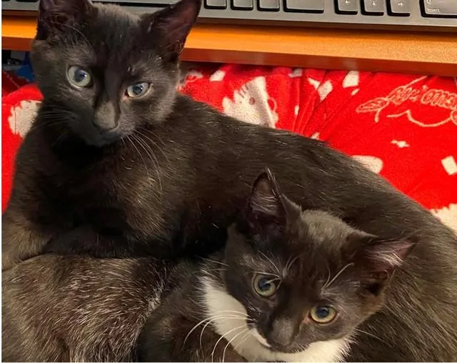 A baby small-sized male Domestic Short Hair cat named Jermaine for adoption in Springfield, MA