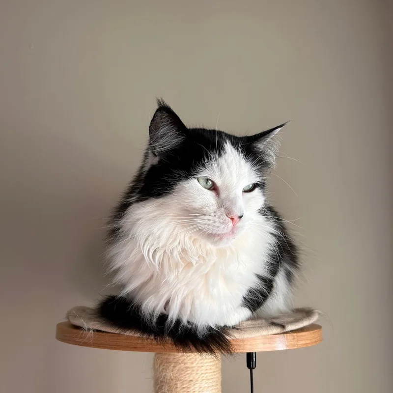 An adult medium-sized male Black & White / Tuxedo Domestic Long Hair cat named Spice  Benji  for adoption in Nashville, TN