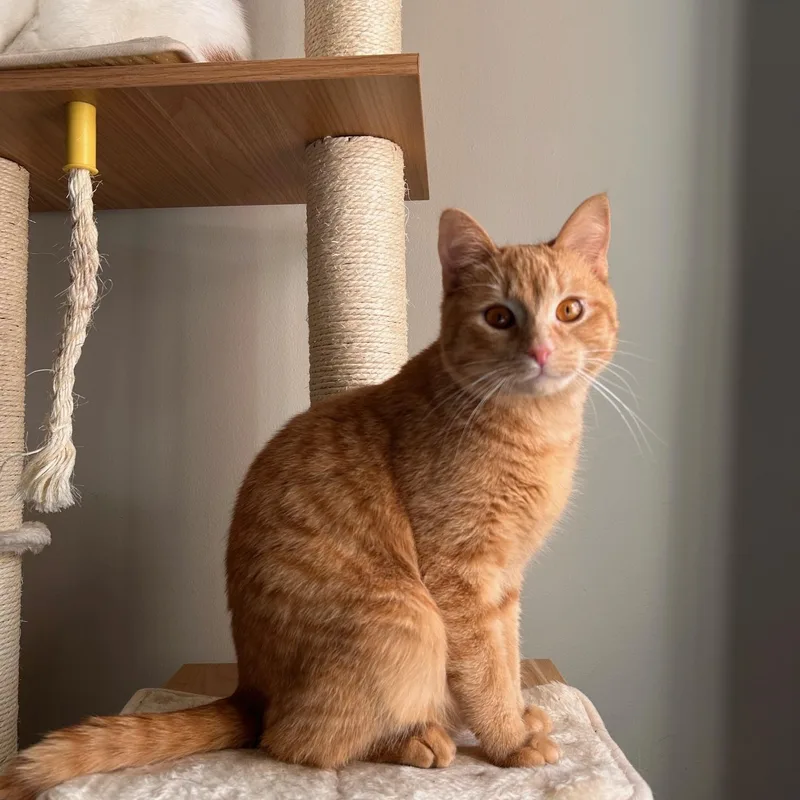 Spice  Benji  thumbnail 3