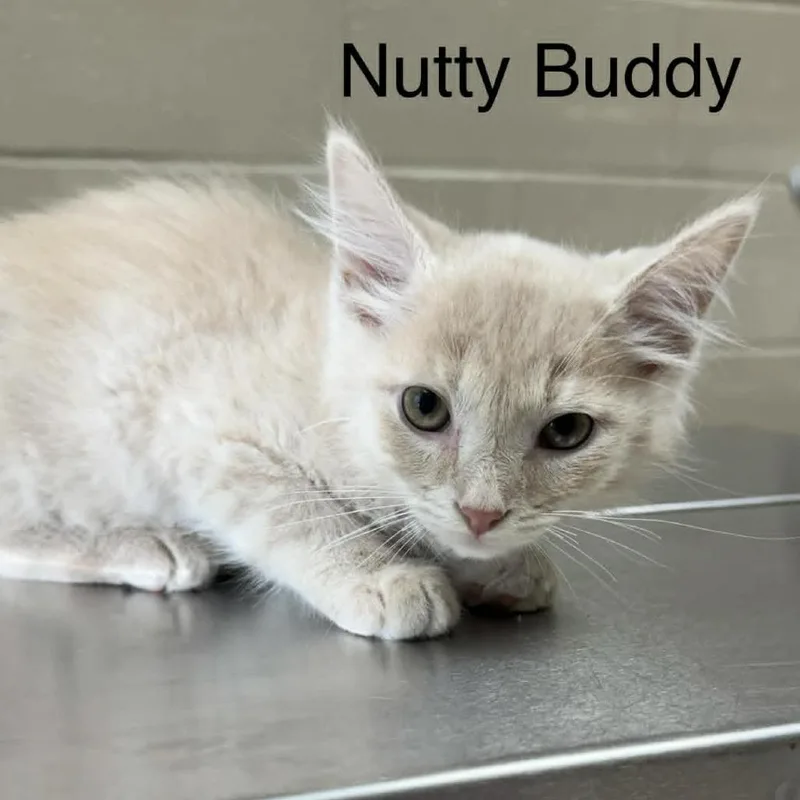 A baby small-sized male Buff / Tan / Fawn Domestic Medium Hair cat named Nutty Buddy for adoption in Caryville, TN
