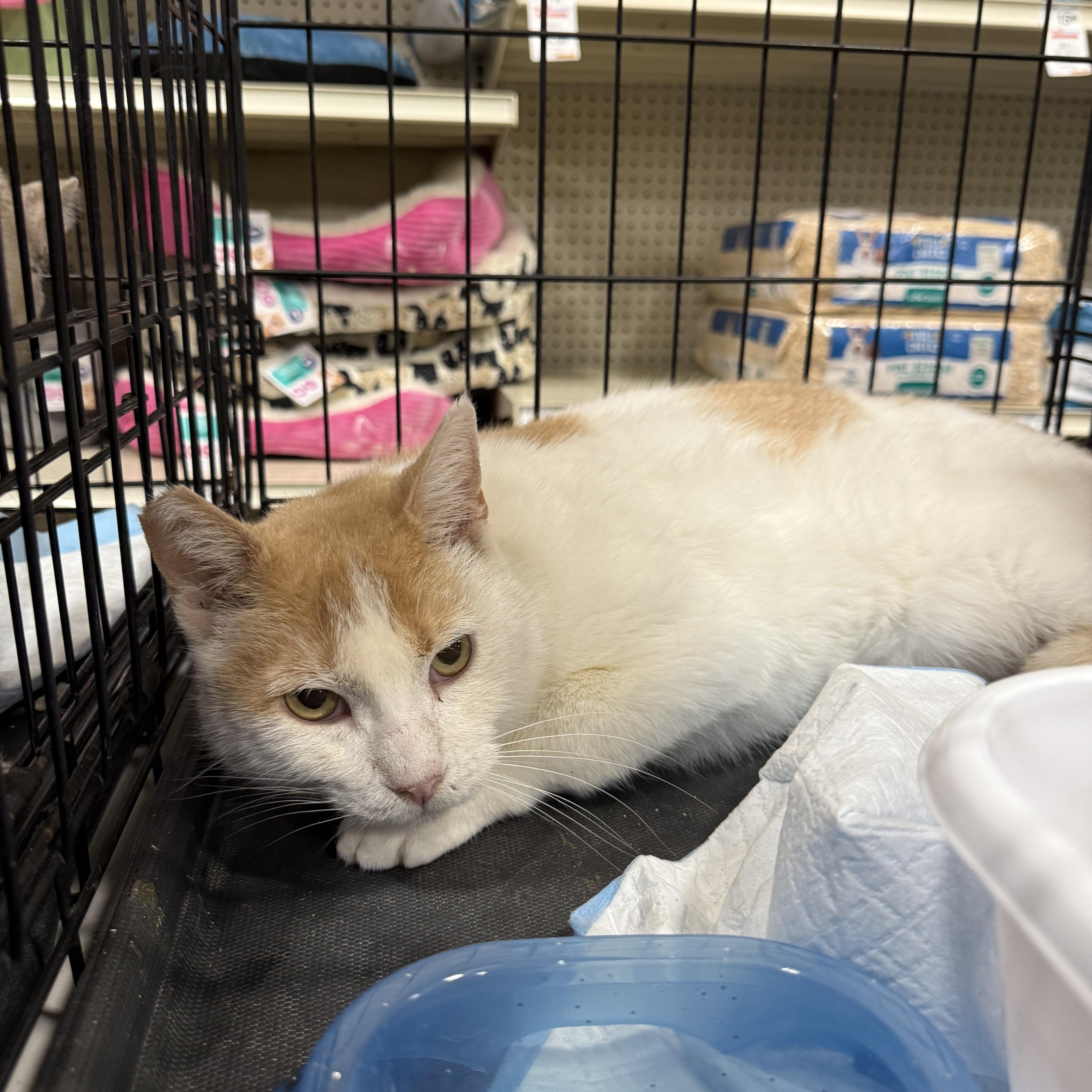 Rocket Man thumbnail 2