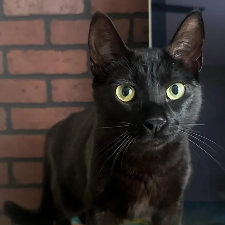 A young medium-sized male Black Domestic Short Hair cat named Clive for adoption in Paterson, NJ