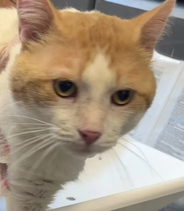 An adult medium-sized male Domestic Short Hair cat named Cole for adoption in Salt Lake City, UT