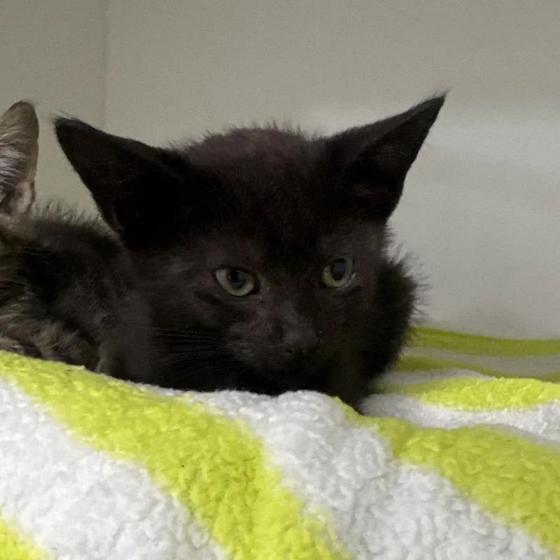 A baby small-sized male Black Domestic Short Hair cat named Leslie for adoption in Tampa, FL