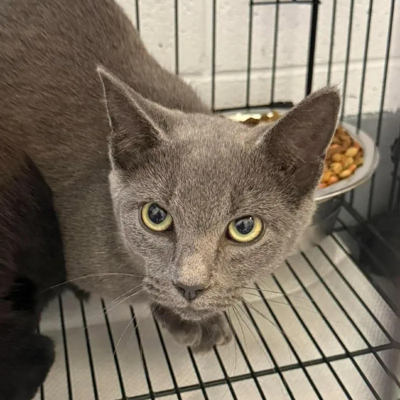 A young medium-sized female Gray / Blue / Silver Russian Blue cat named Millera for adoption in Rocky Mount, VA