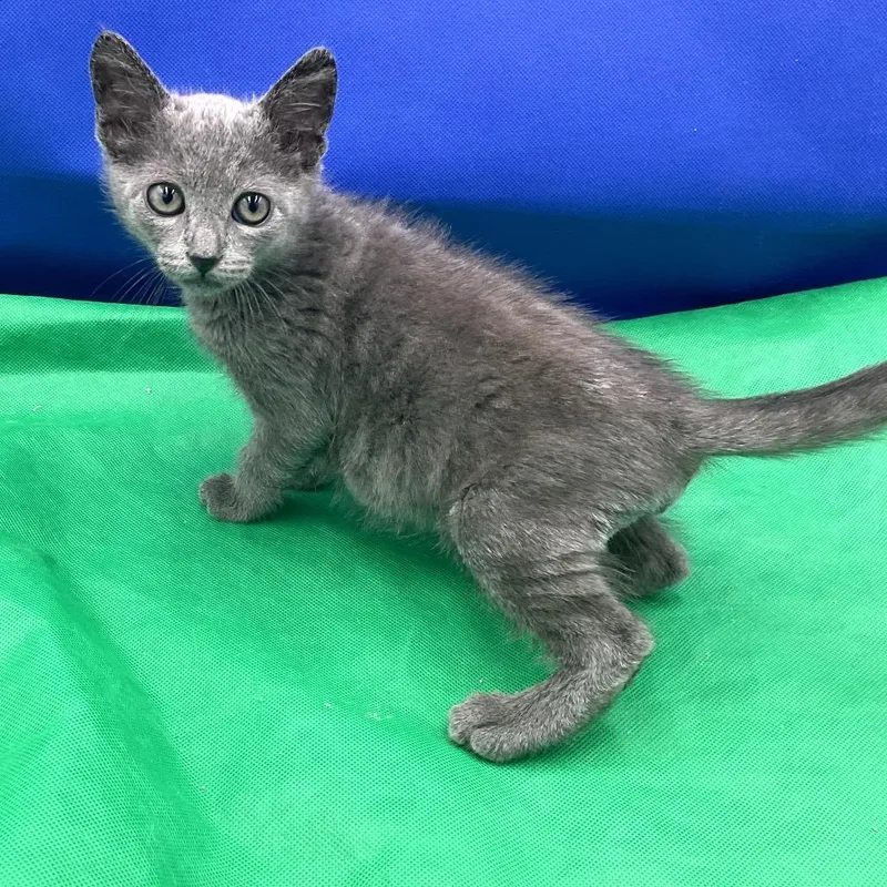A baby small-sized male Gray / Blue / Silver Domestic Short Hair cat named Slate for adoption in Gonzales, LA
