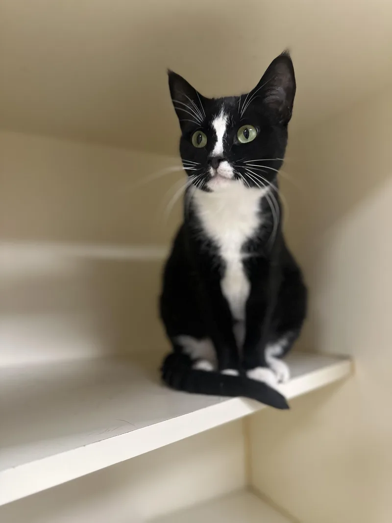 Mazikeen thumbnail 2