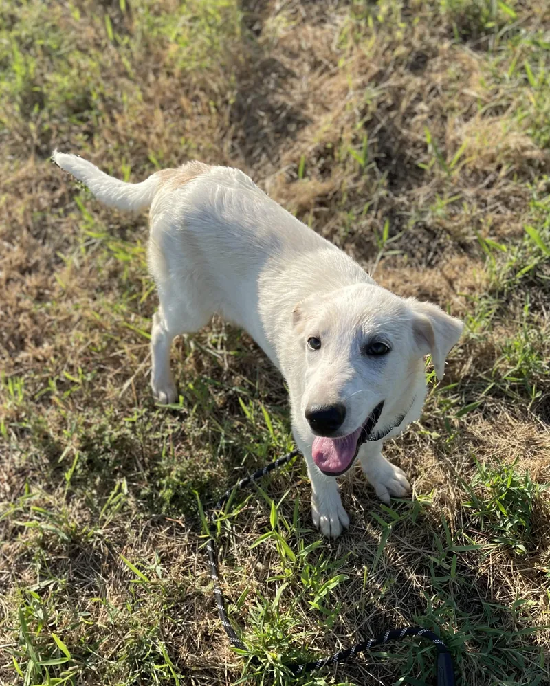 A baby large-sized female Apricot / Beige Great Pyrenees dog named Harriet for adoption in Sadler, TX