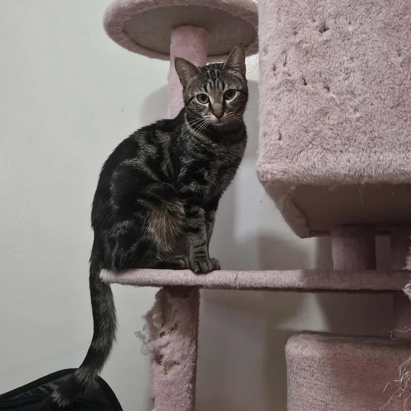 A young small-sized female Tabby (Brown / Chocolate) Tabby cat named Wendy for adoption in Los Angeles, CA