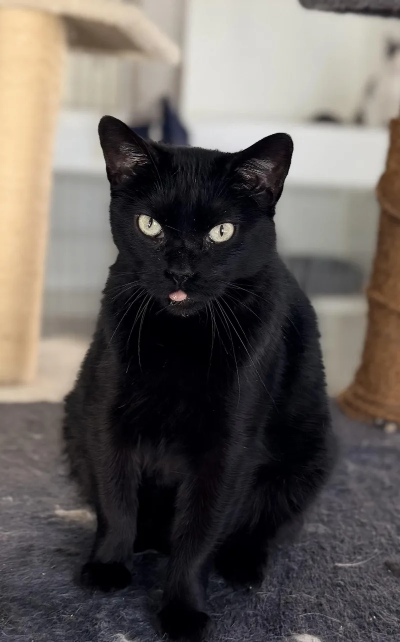 Duchess
