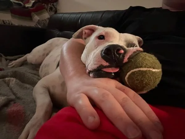 Cranberry thumbnail 2