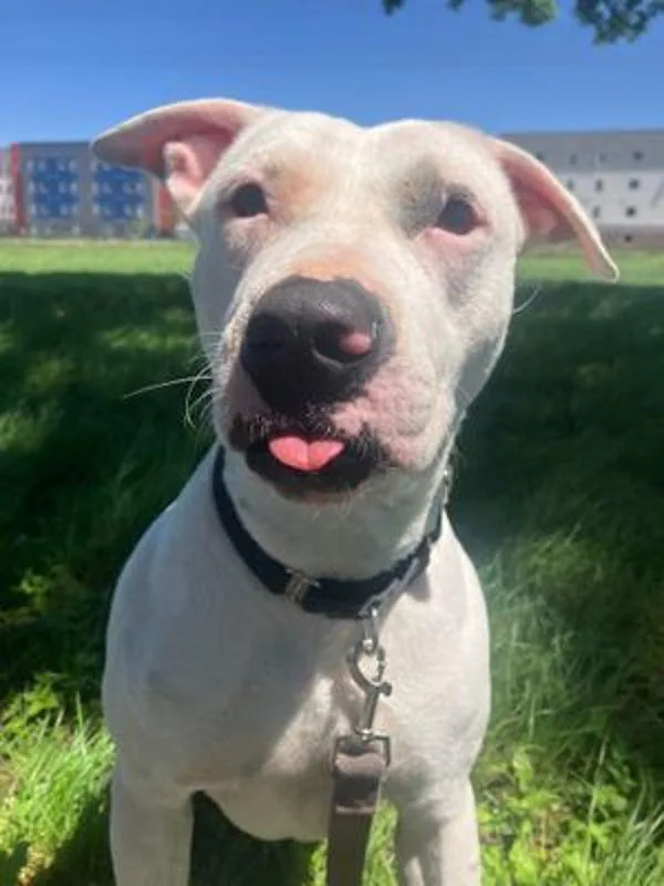 Cranberry thumbnail 6