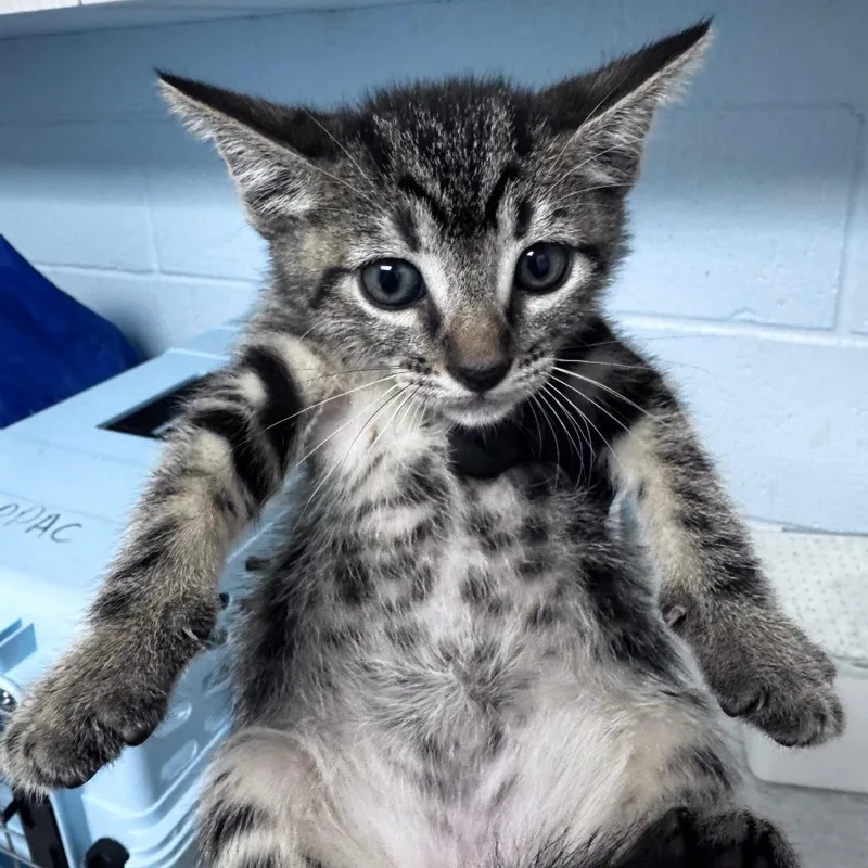 Zoomie thumbnail 2