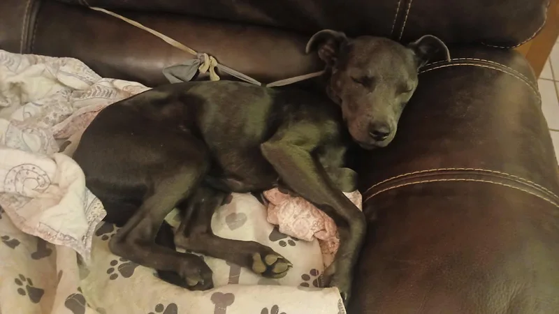 Dixieland Delight “dd” thumbnail 2