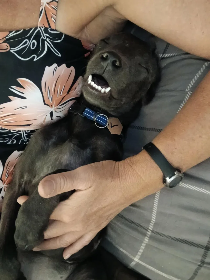 Dixieland Delight “dd” thumbnail 3