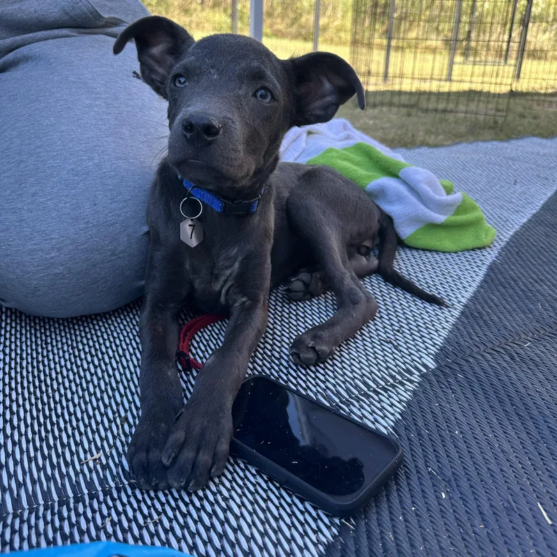 Dixieland Delight “dd” thumbnail 4