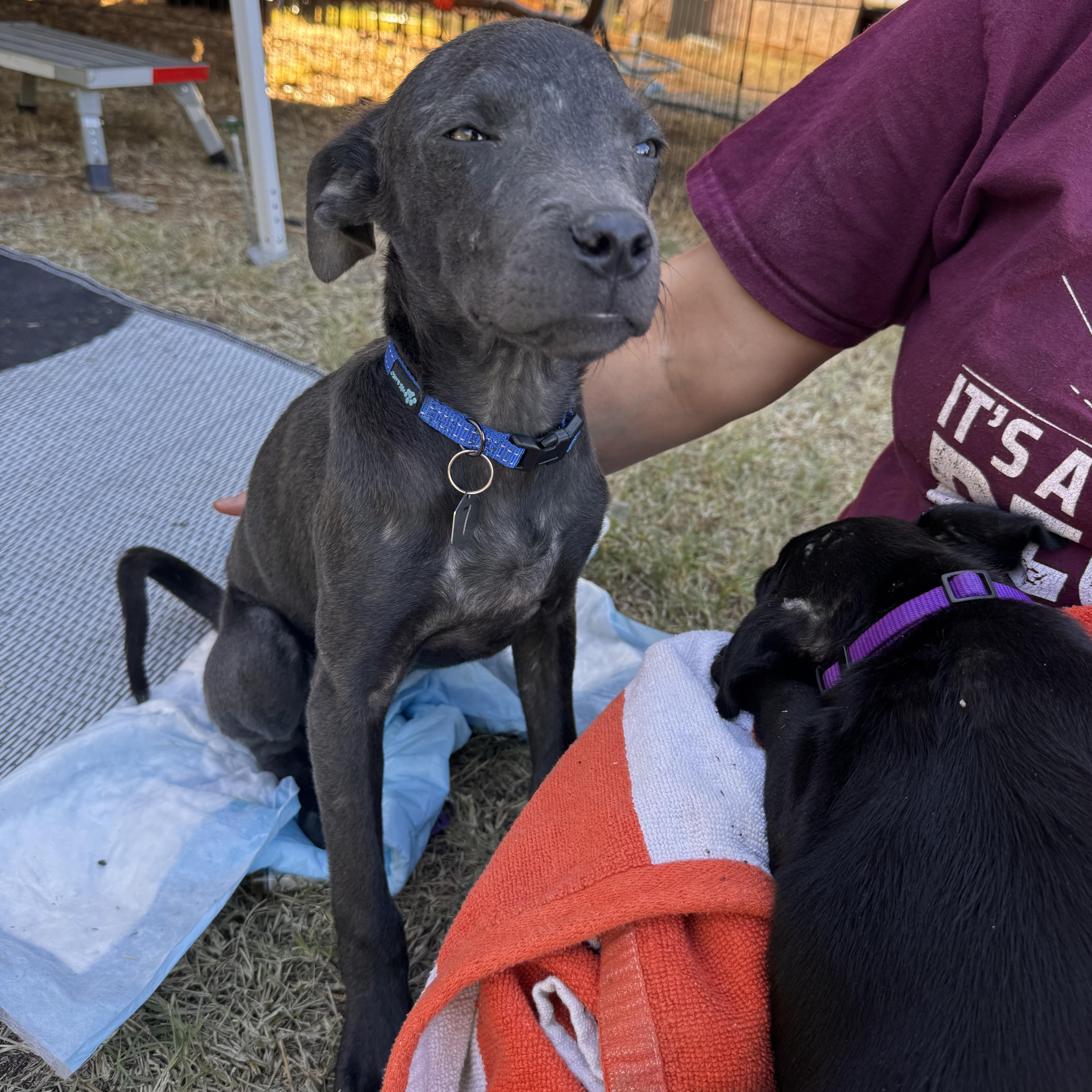 Dixieland Delight “dd” thumbnail 5