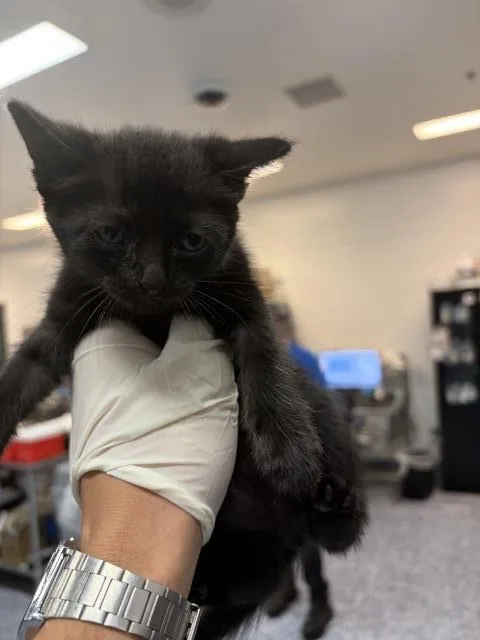 A baby small-sized female Domestic Short Hair cat named Lily for adoption in Thousand Palms, CA