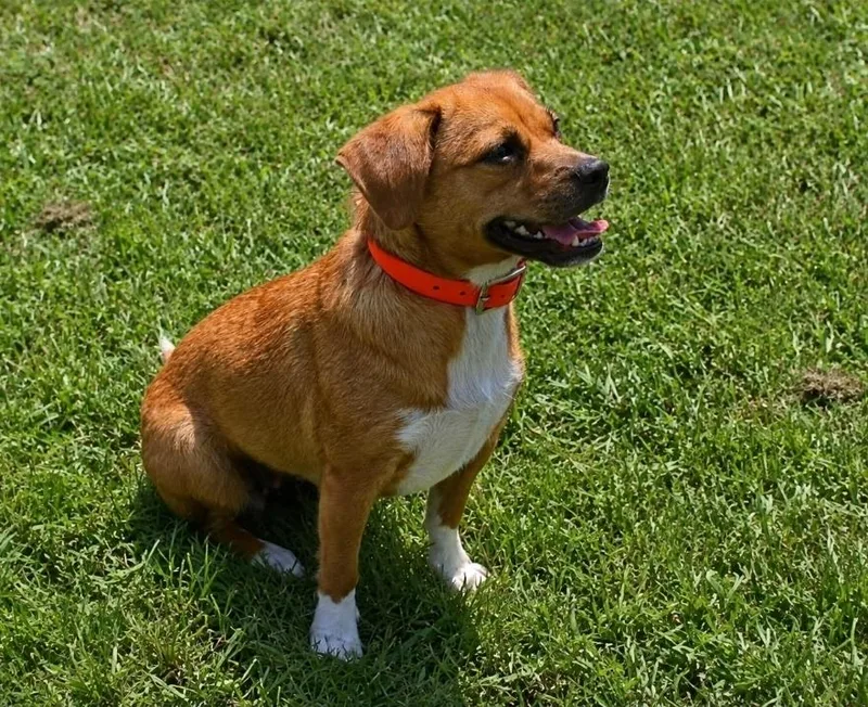 An adult small-sized female Mixed Breed dog named Rausie for adoption in Groveland, MA
