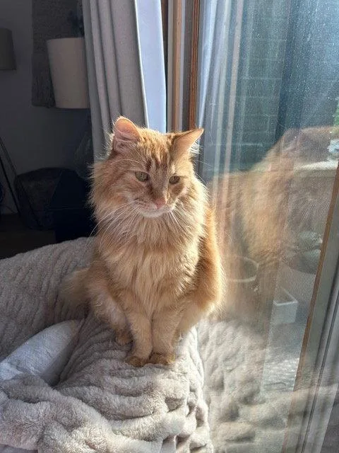 An adult medium-sized male Orange / Red Domestic Long Hair cat named Ginger for adoption in Rockaway, NJ