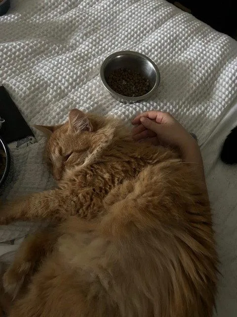 Ginger thumbnail 3