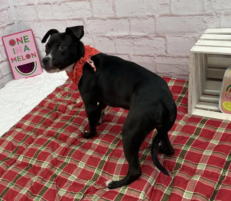 A baby medium-sized male Mixed Breed dog named Grover for adoption in Detroit, MI