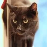 An adult small-sized female Black Domestic Short Hair cat named Basia for adoption in Hilliard, OH