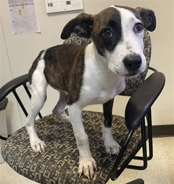 A baby medium-sized female Plott Hound dog named Tiffany A for adoption in Plano, TX
