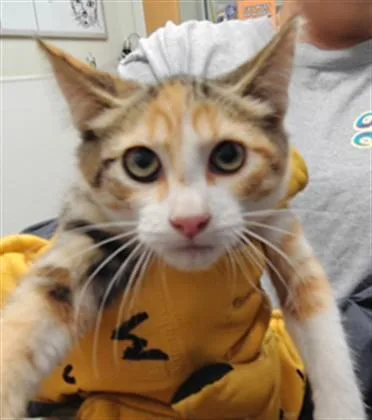 A baby small-sized female Domestic Medium Hair cat named Tina for adoption in Albuquerque, NM