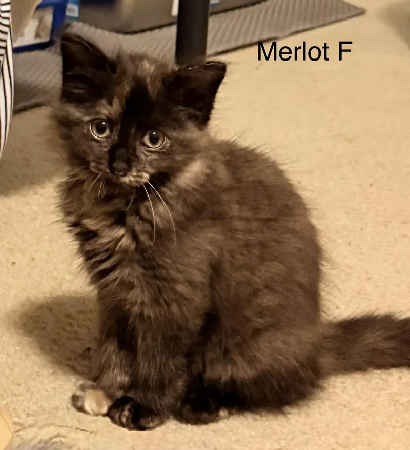 A baby medium-sized female Tortoiseshell cat named Merlot for adoption in Blaine, MN