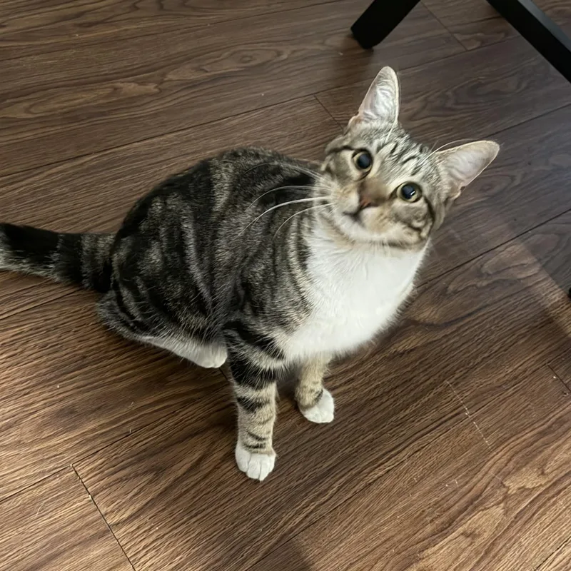A young medium-sized female Tabby (Brown / Chocolate) Domestic Short Hair cat named Leah for adoption in Liverpool, TX