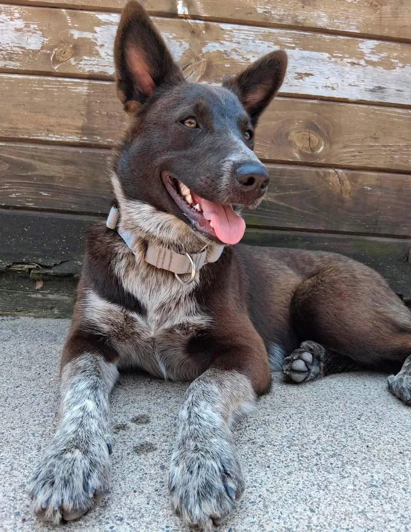 A young medium-sized male Black Border Collie dog named Buster for adoption in Little Falls, MN