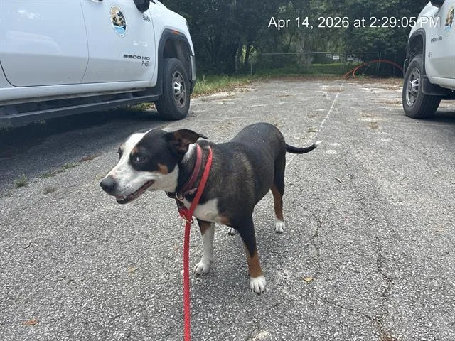 An adult medium-sized female Pit Bull Terrier dog named Sadie for adoption in Ocala, FL