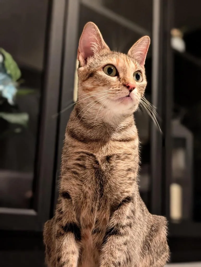 An adult medium-sized female Tabby cat named Princess for adoption in San Antonio, TX