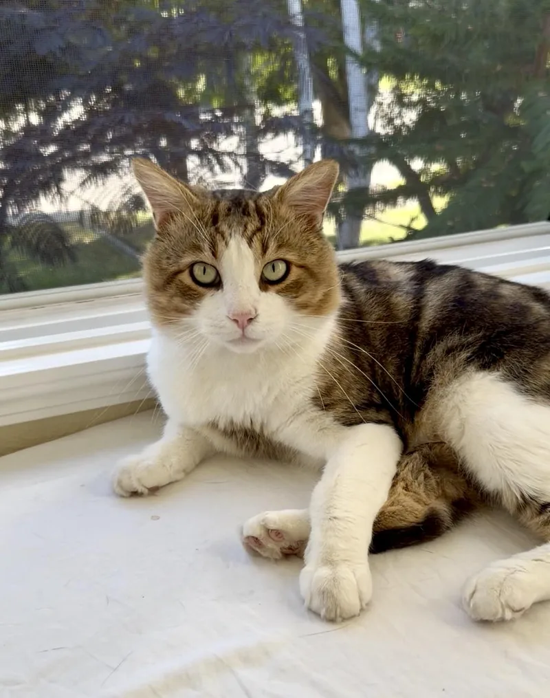 Leo thumbnail 5