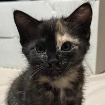 A baby small-sized female Black Domestic Short Hair cat named Mosaic for adoption in Fayetteville, GA