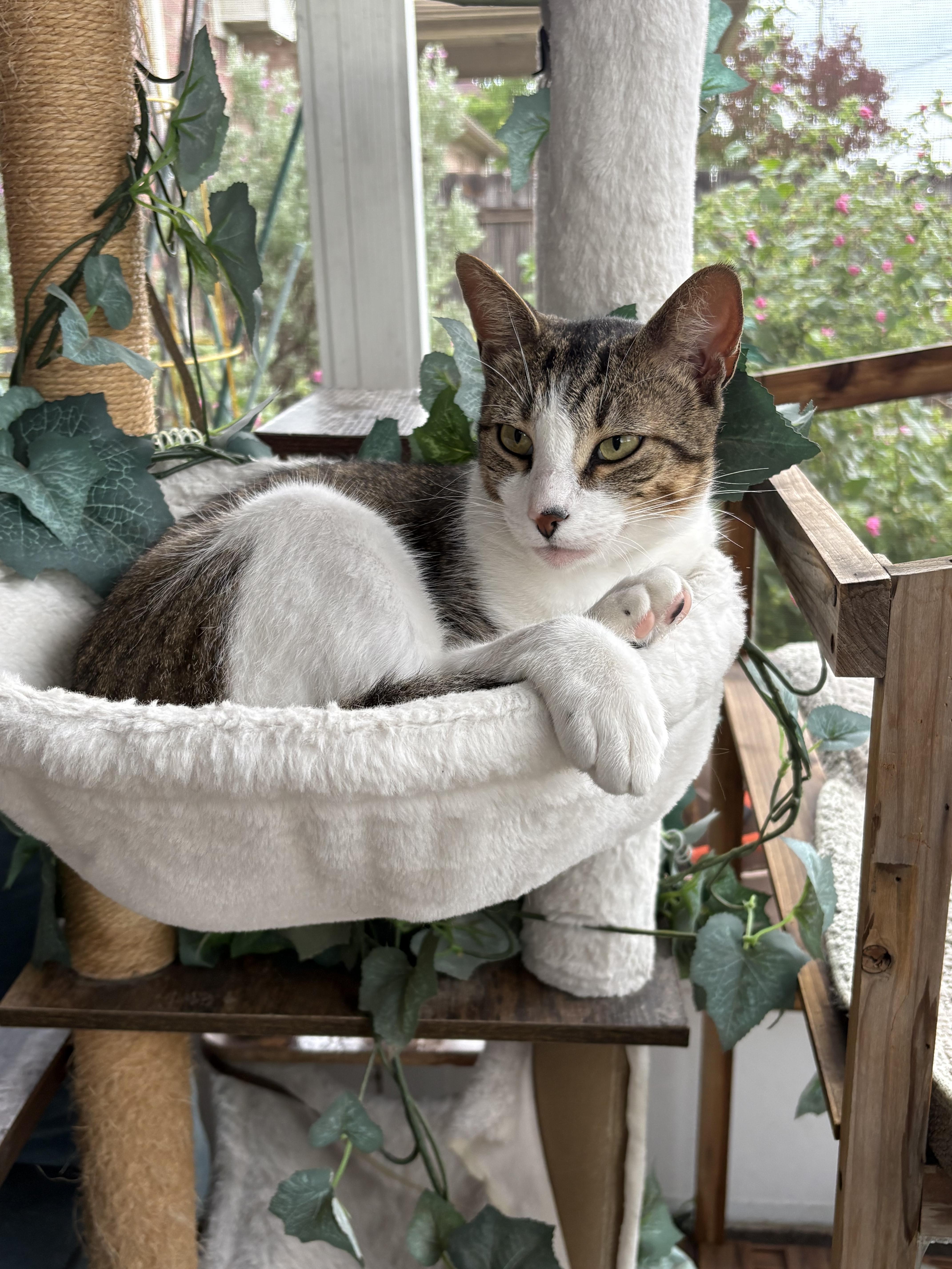 A young medium-sized male Tabby cat named Kodiak for adoption in Keller, TX