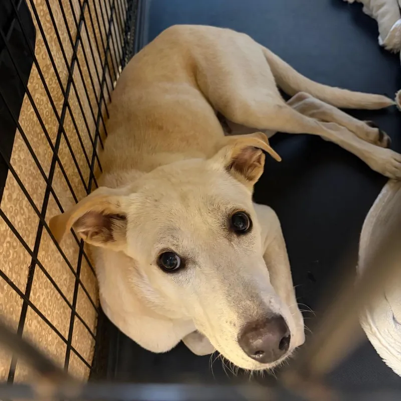 An adult medium-sized female Yellow / Tan / Blond / Fawn Mixed Breed dog named Dollie for adoption in Lake Jackson, TX