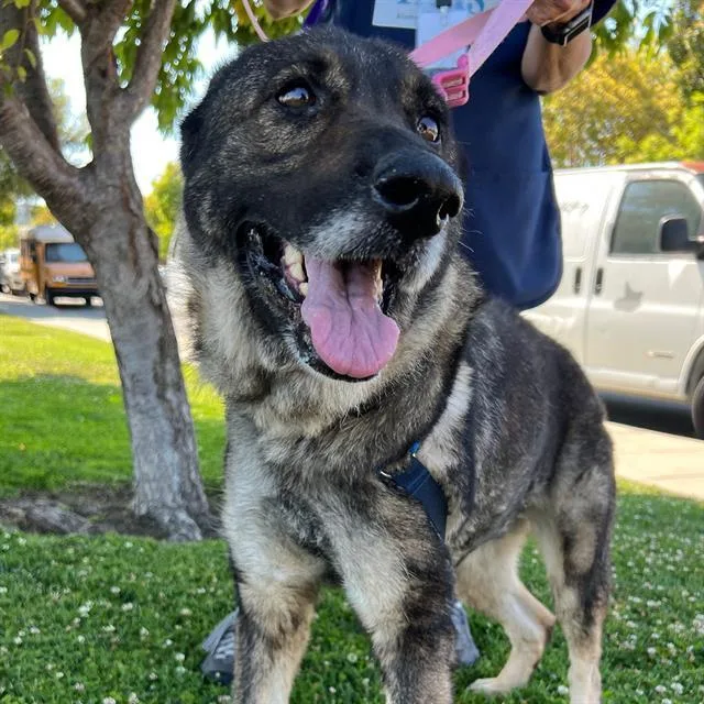 An adult medium-sized female German Shepherd Dog dog named Dusty Lucille for adoption in Alameda, CA