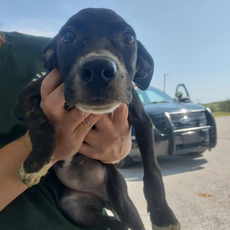A baby small-sized female Black Mixed Breed dog named Martes for adoption in Brooksville, KY