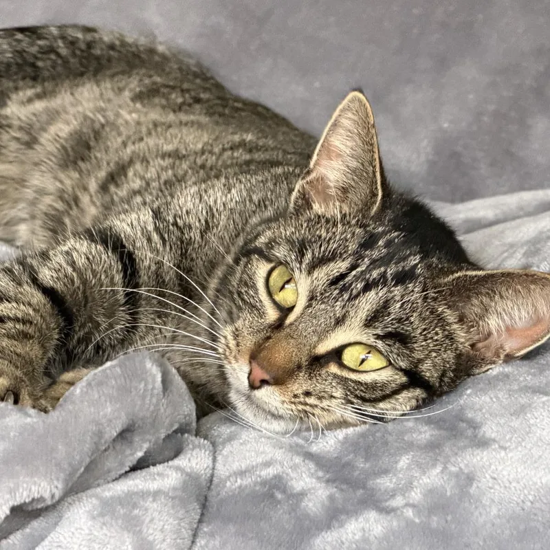 A young medium-sized female Brown / Chocolate Domestic Short Hair cat named Crystal for adoption in Bloomington, IL