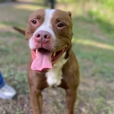 An adult medium-sized male Brown / Chocolate Mixed Breed dog named Rooster for adoption in Jacksonville, FL