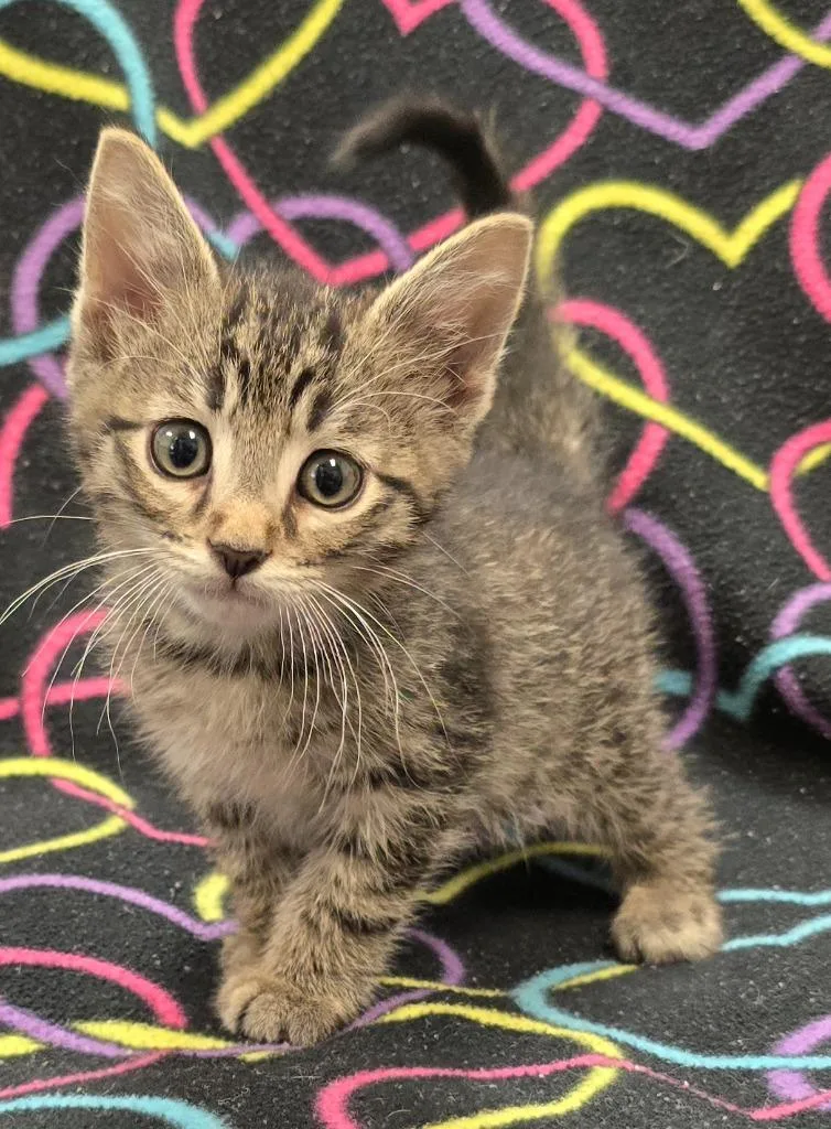 A baby small-sized male Domestic Short Hair cat named Edamame for adoption in Murphysboro, IL