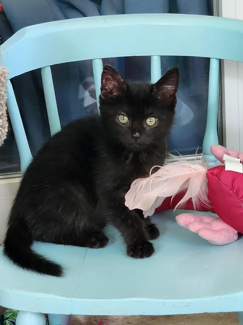 A baby medium-sized male Black Domestic Short Hair cat named Lucky for adoption in Wayne, NJ